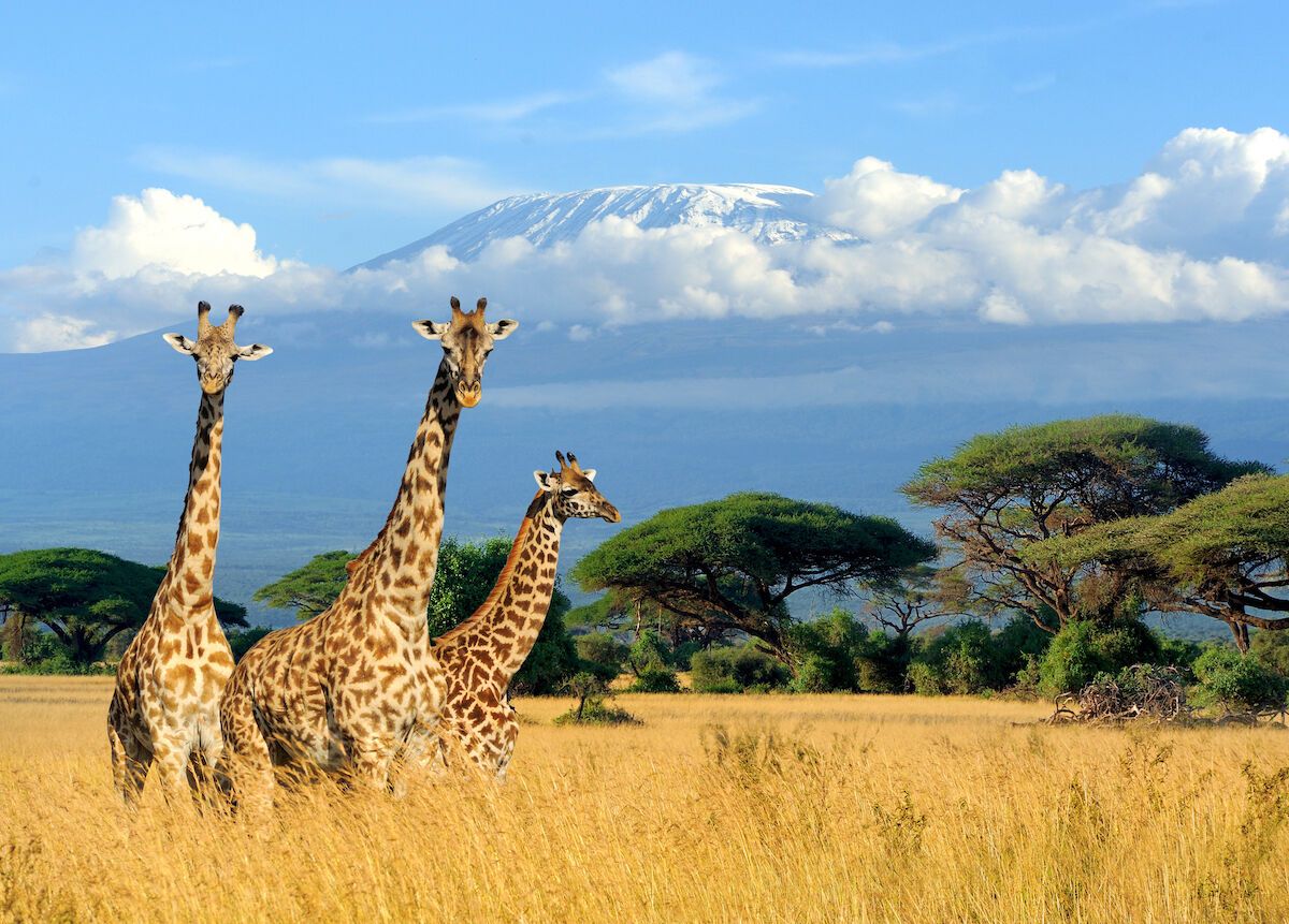 Kenyan-safari-giraffe